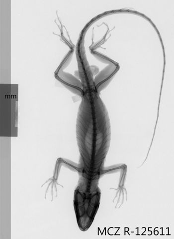 Media type: image;   Herpetology R-125611 Aspect: dorsoventral x-ray